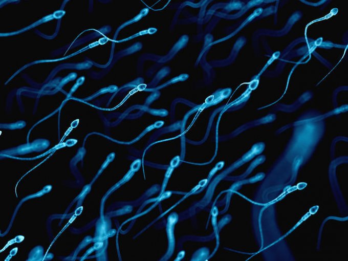 Le micro-ondes nuirait à la fertilité