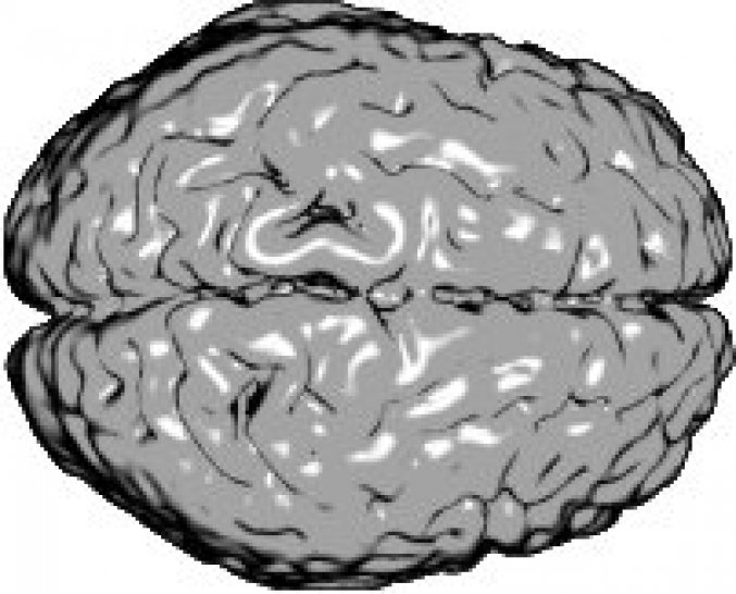 Photo : reconstruction 3D des deux hémisphères du cerveau humain 