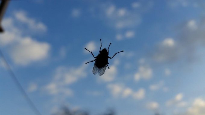 Par quoi les mouches sont-elles attir&eacute;es ?