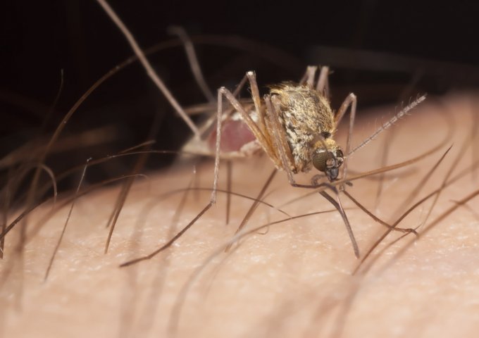 Les moustiques sentent mieux les odeurs corporelles la nuit