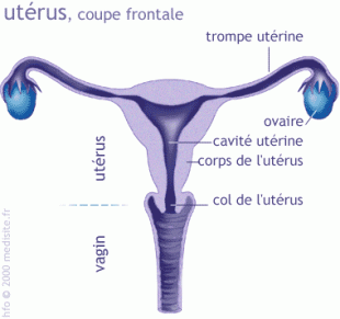 Anatomie de l’appareil génital féminin