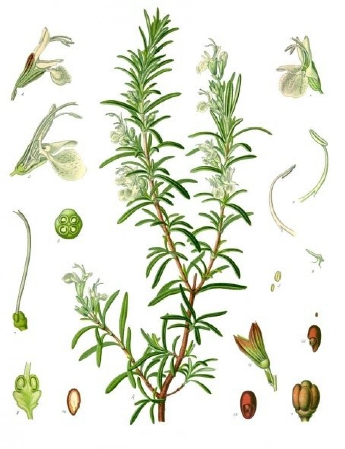 Photo : romarin (Salvia rosmarinus) dont l&apos;huile essentielle peut être utilisée contre le psoriasis du cuir chevelu