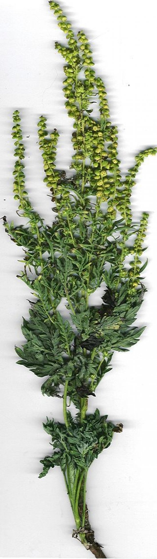 Photo : branche d&apos;ambroisie (Ambrosia artemisiifolia)
