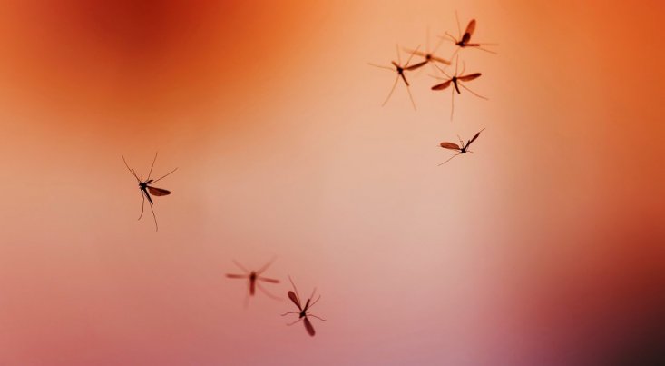 Des Français construisent une “usine à moustiques” contre la dengue