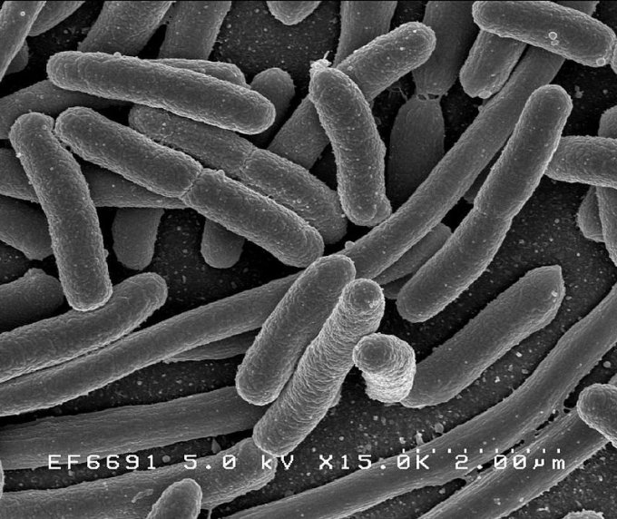 Photo : Escherichia coli, une des nombreuses espèces de bactéries présente dans la flore intestinale.
