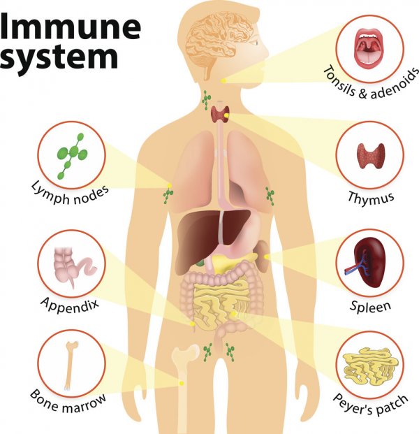 Qu’est-ce que le système immunitaire ?