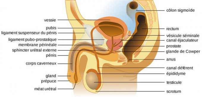 simptome ale tipurilor de prostatita hemospermia tratament