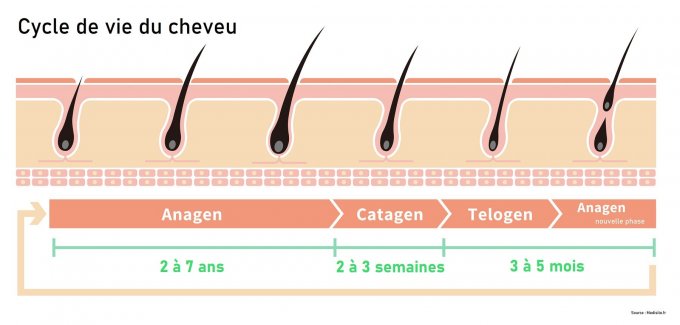 Les différents cycles de vie du cheveu