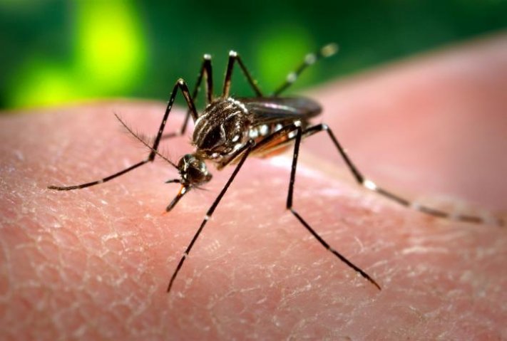 Comment se transmet le virus du chikungunya ?