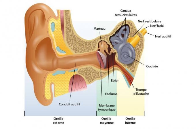 Anatomie de l&apos;oreille