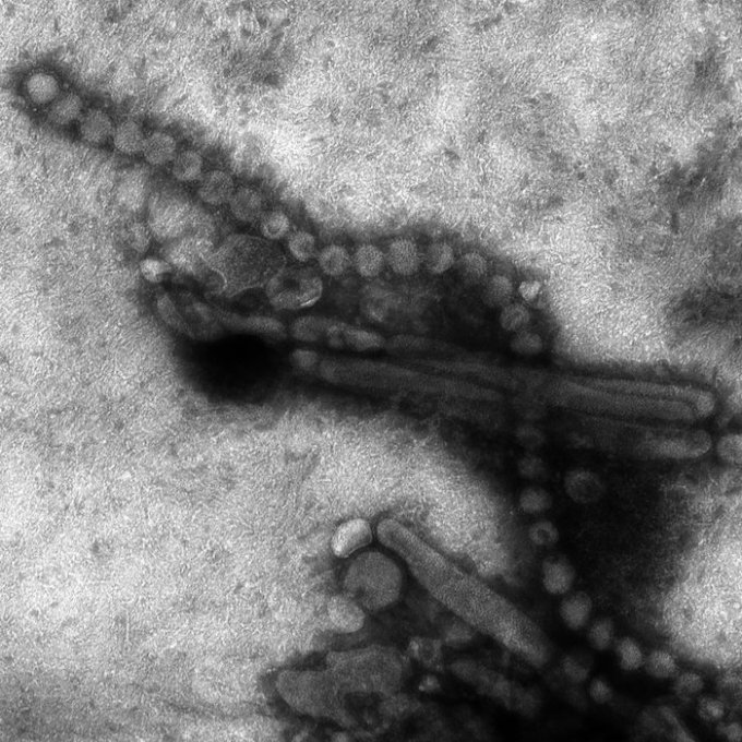 Le virus de la grippe aviaire de type A : H7N9