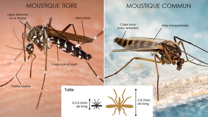 Comment le reconnaître ?