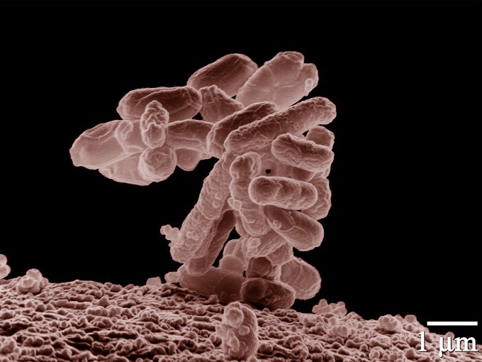 La bactérie Escherichia Coli