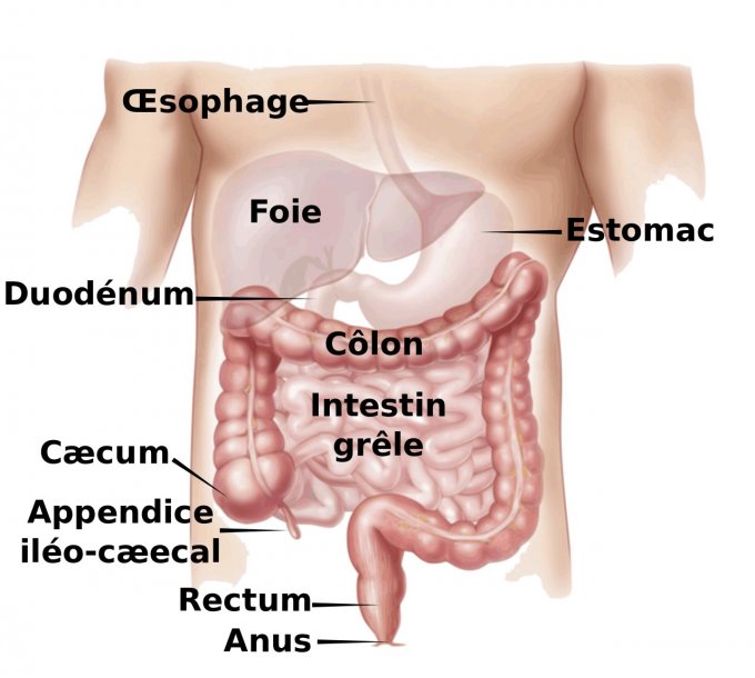 Colopathie fonctionnelle (côlon irritable) : symptômes, traitement ...