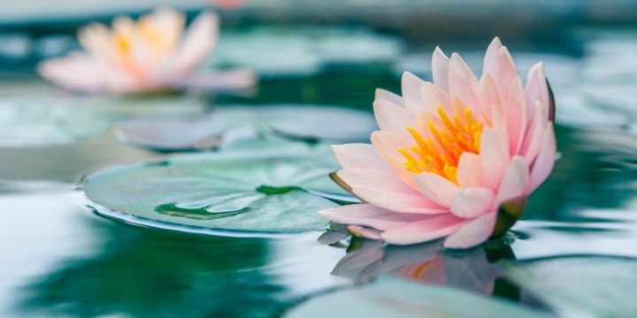 Fleur de Lotus sacré – calmante et apaisante