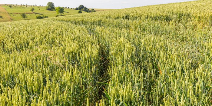 cereal fields in lorraine, in eastern france