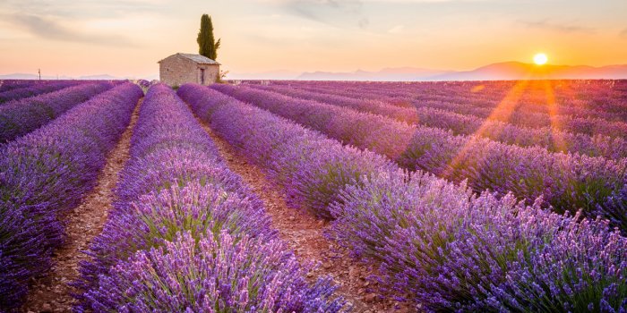 provence, valensole plateau, france, europe lonely farmhouse and cypress tree in a lavender field in bloom, sunrise with ...