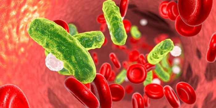 sepsis, bacteria in blood 3d illustration showing rod-shaped bacteria in blood with red blood cells and leukocytes