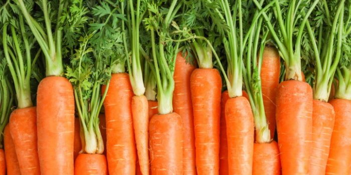 ripe fresh carrots as background, space for text