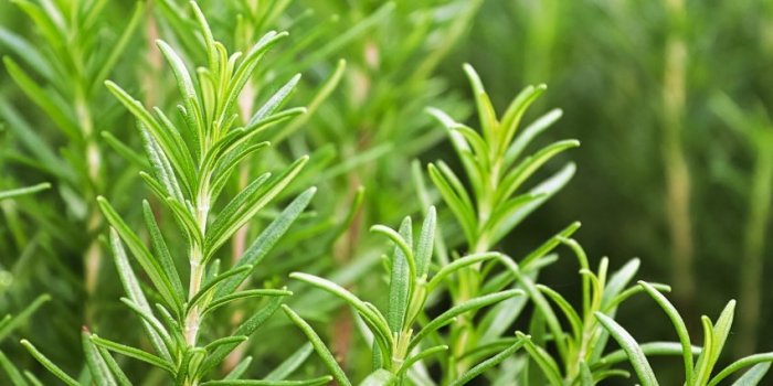 PhytothÃ©rapie : 9 plantes mÃ©dicinales Ã  faire pousser 