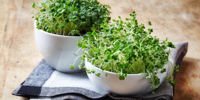 5 légumes à feuilles vertes que vous devriez manger tous les jours
