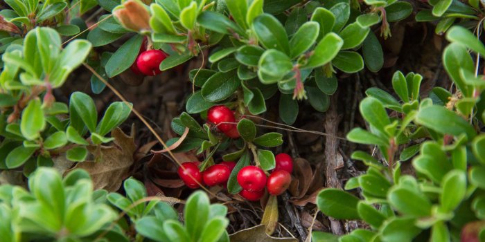 plant with medicinal properties leaves and ripe berries of bearberry , arctostaphylos uva ursi - planta con propiedades m...