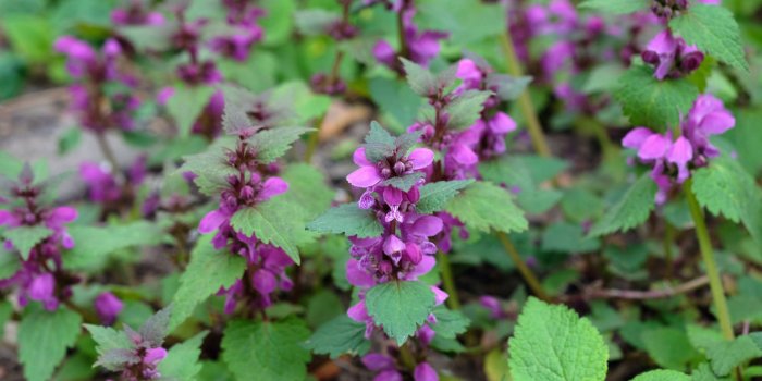 lamium purpureum, known as red dead-nettle, purple deadly flower close-up perennial plant in the flowerbed bush of purple...