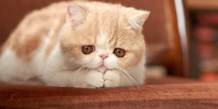 Voici les 5 races de chats les plus zens