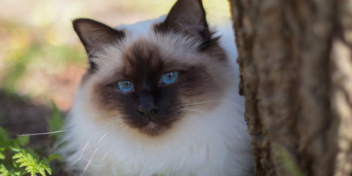 Voici les 5 races de chats les plus zens