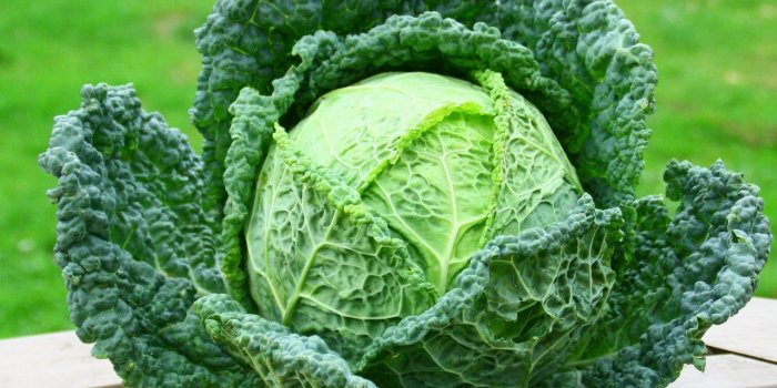 Aliments : 6 légumes que vous devriez manger au moins une fois par semaine