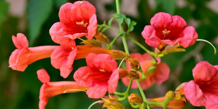 Ménopause : 5 élixirs floraux pour mieux la vivre