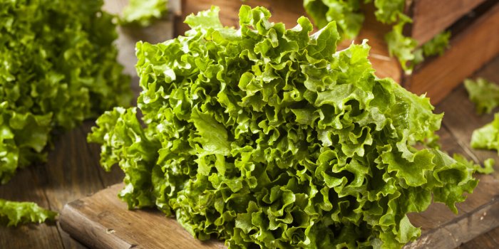 fresh healthy organic green leaf lettuce ready to eat