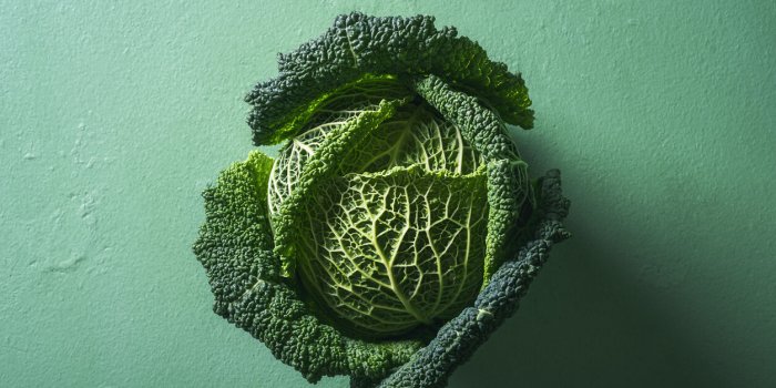single cabbage on aqua menthe table above view of green savoy cabbage in sunlight organic food detox diet vegetables fres...