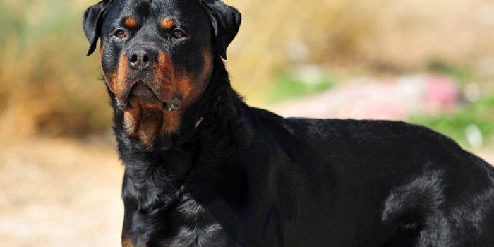 Les 10 races de chien les plus intelligentes 