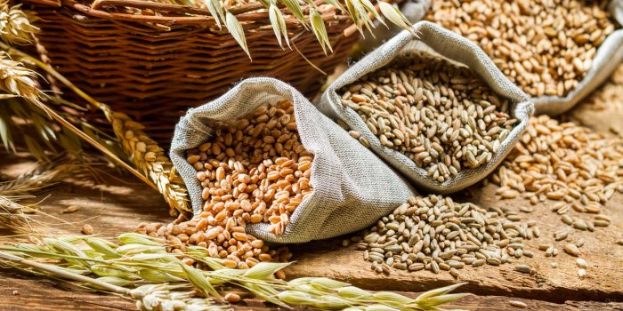 different types of cereal grains with ears