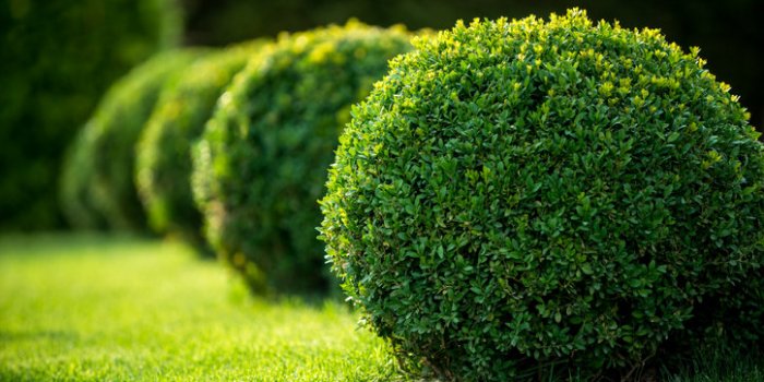15 astuces pour repousser les tiques dans votre jardin
