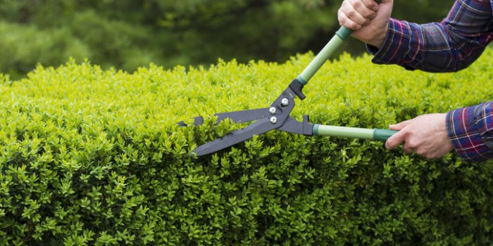 15 astuces pour repousser les tiques dans votre jardin
