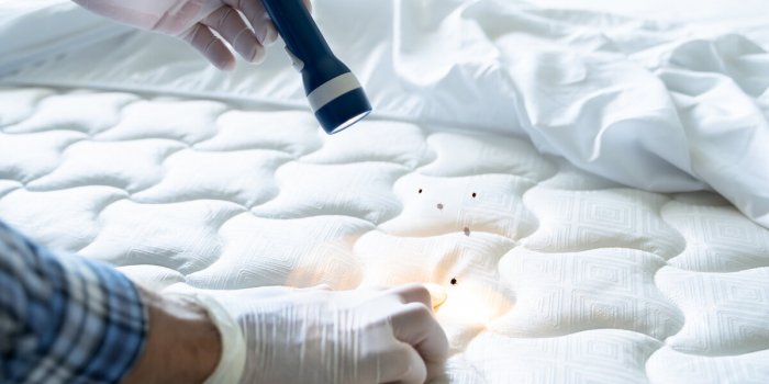 5 signes que votre chambre dâhÃ´tel est infestÃ©e par les punaises de lit
