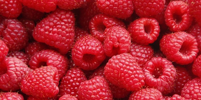 Microbiote : les bÃ©nÃ©fices des fruits rouges et lÃ©gumineuses 