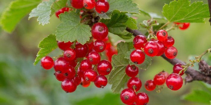 the ripened red currant on a branch