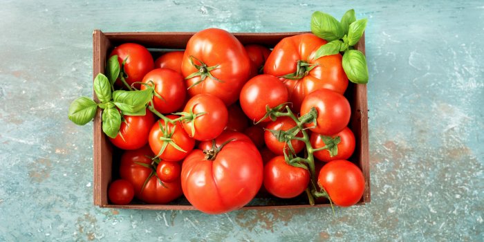 close up of wooden container with fresh and ripe harvested tomatoes on light blue background