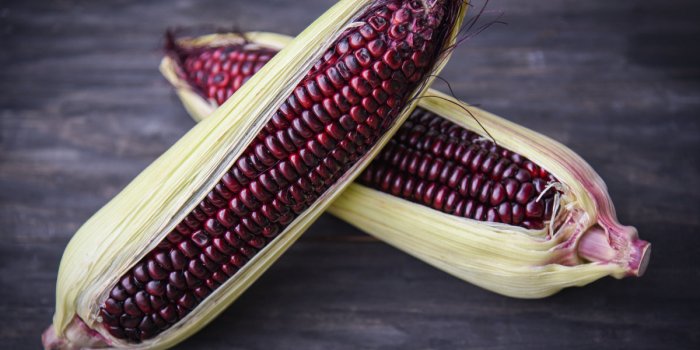 Maïs : 5 raisons santé de consommer cette céréale