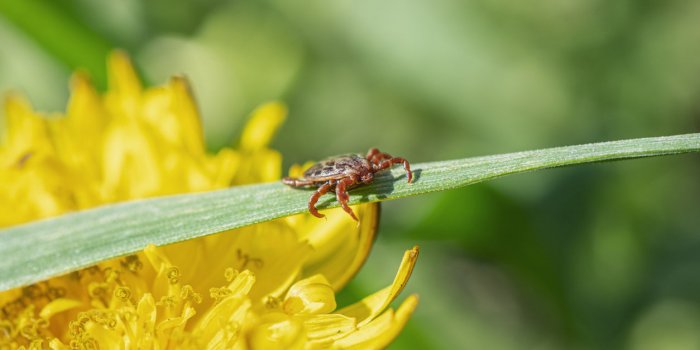 6 insectes frÃ©quents dans votre jardin et nuisibles pour l'Homme