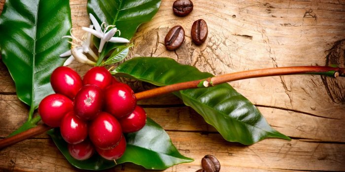 Le cafÃ© nâest pas la seule plante Ã  contenir de la cafÃ©ine
