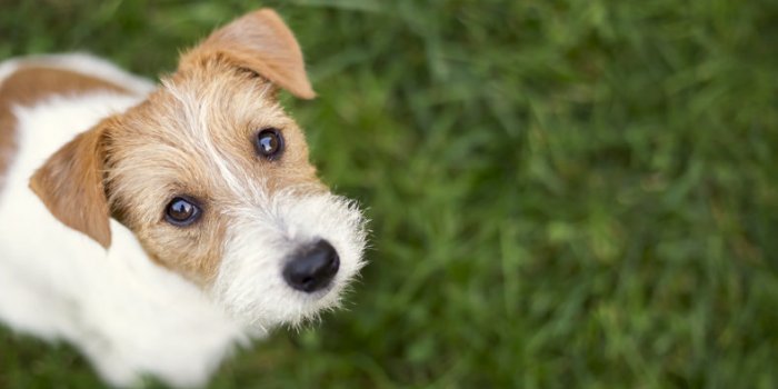 Chien : la race dâun chien ne prÃ©dit pas son risque de morsure