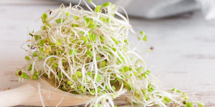 mix of various sprouts on wooden background sprouted seeds healthy eating concept