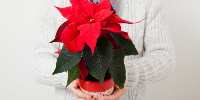 Houx, gui, poinsettia : ces plantes de Noël peuvent être toxiques !