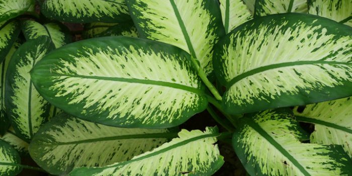 15 plantes de votre quotidien extrÃªmement toxiques !