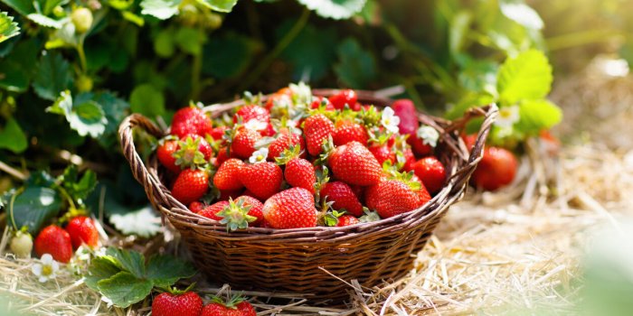 Les 10 fruits les plus sains Ã  manger chaque jour selon les nutritionnistes