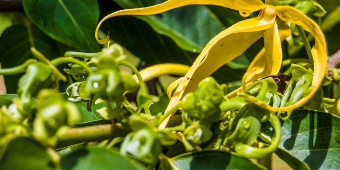 L"huile essentielle d"Ylang Ylang : un véritable stimulant